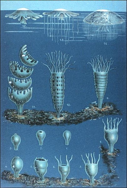 20120518-jellyfish 403px-Schleiden-meduse.jpg